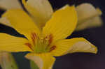 Tufted yellow woodsorrel